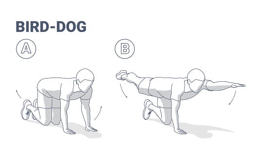 Bird-Dog work out